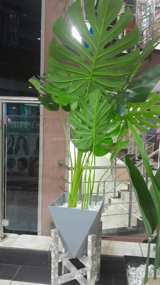 Monstera Deliciosa – The Iconic Swiss Cheese Plant for Your Home