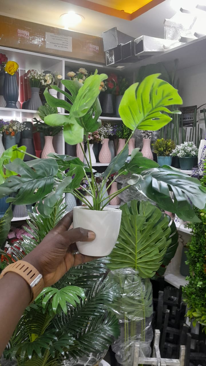 Mini Monstera Deliciosa – The Iconic Swiss Cheese Plant for Your Home